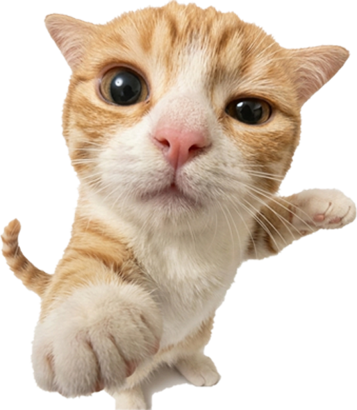 小猫咪